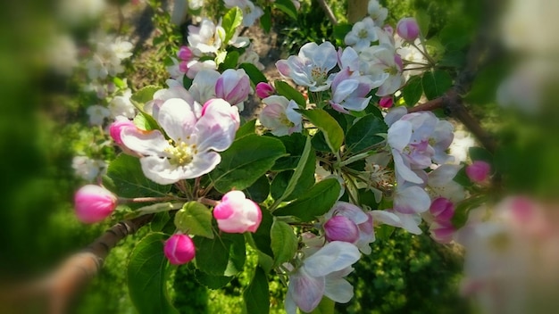 Foto nahaufnahme von rosa blüten