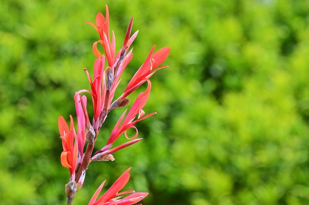 Foto nahaufnahme von rosa blüten