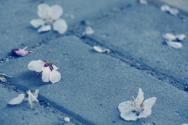 Foto nahaufnahme von rosa blüten