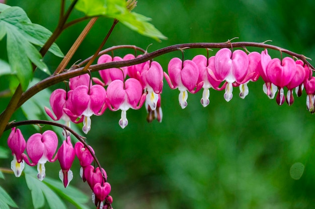 Foto nahaufnahme von rosa blüten