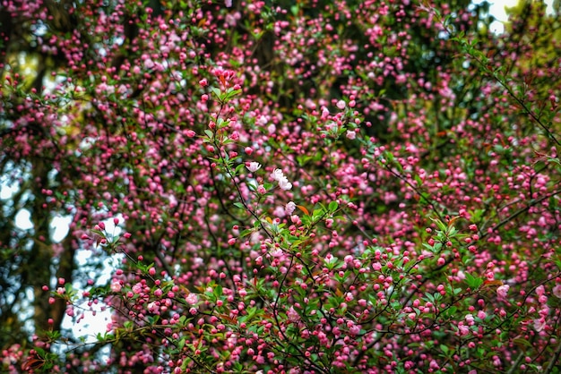 Foto nahaufnahme von rosa blüten