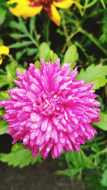 Foto nahaufnahme von rosa blüten