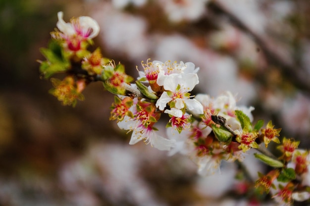 Nahaufnahme von rosa Blüten
