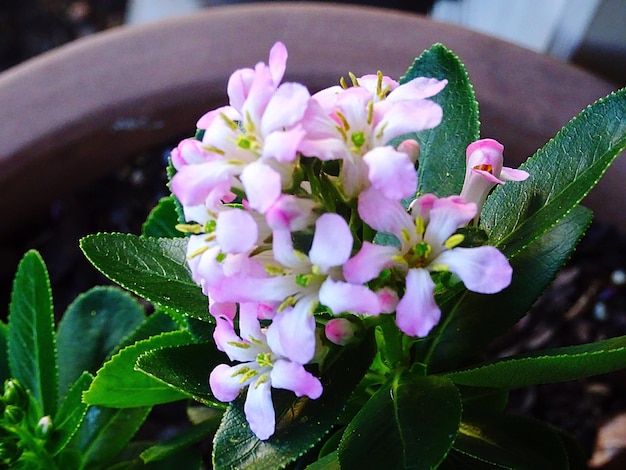 Nahaufnahme von rosa Blüten