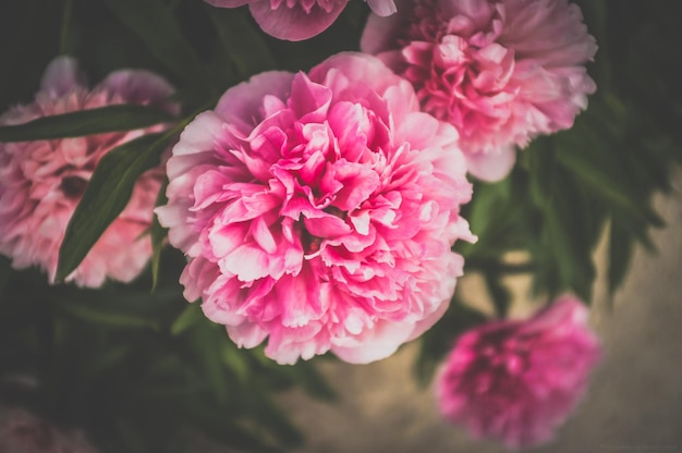 Nahaufnahme von rosa Blüten