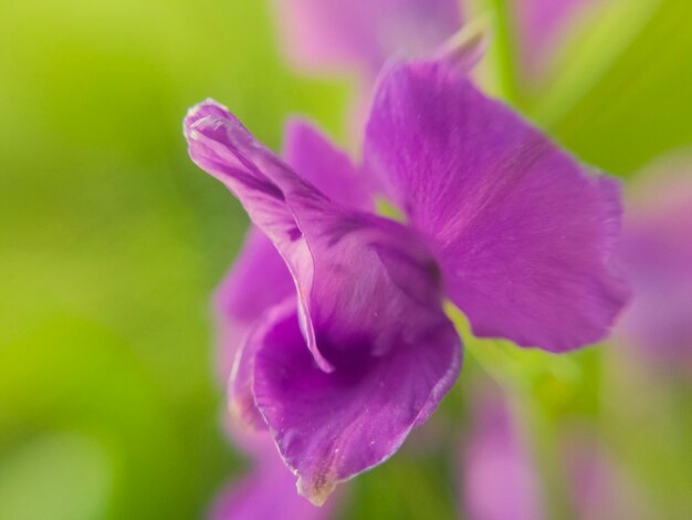 Foto nahaufnahme von rosa blüten