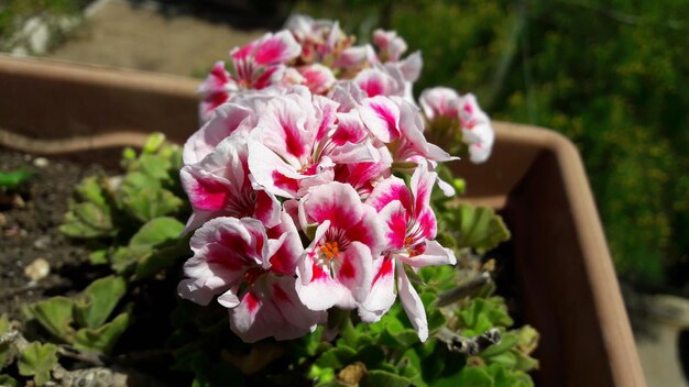 Foto nahaufnahme von rosa blüten