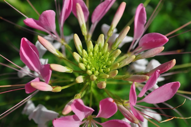 Nahaufnahme von rosa Blüten