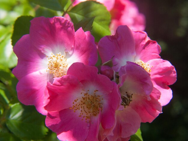 Foto nahaufnahme von rosa blüten