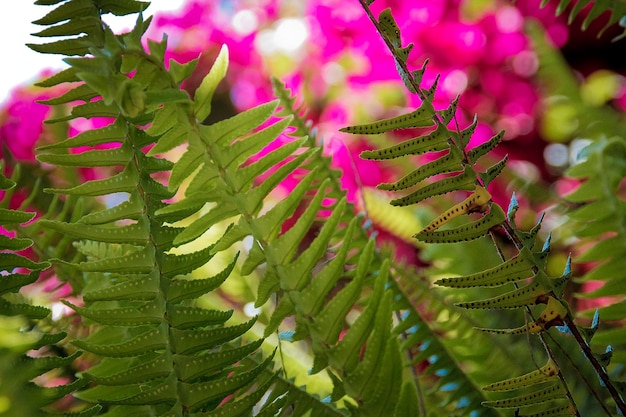 Nahaufnahme von rosa Blüten