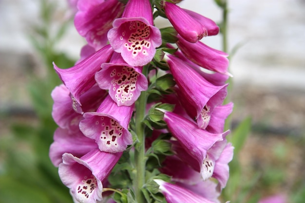 Foto nahaufnahme von rosa blüten