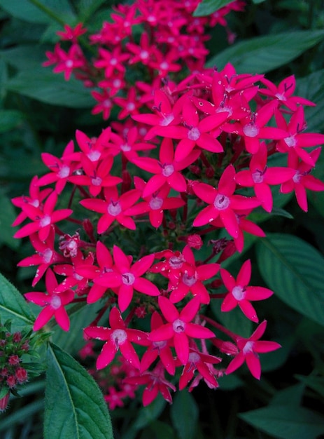 Foto nahaufnahme von rosa blüten