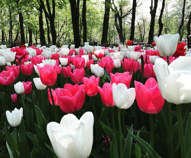 Nahaufnahme von rosa Blüten