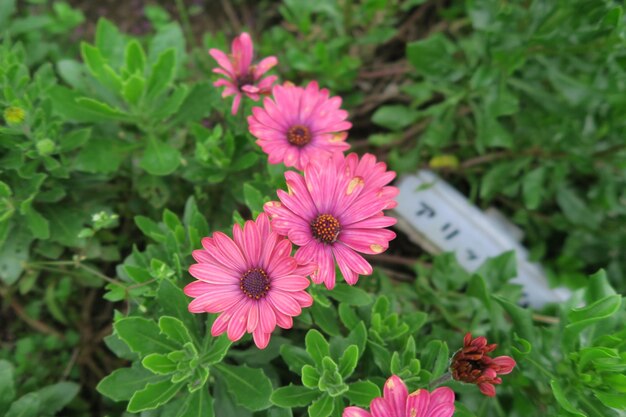 Foto nahaufnahme von rosa blüten