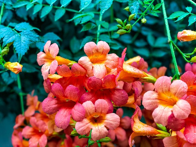 Foto nahaufnahme von rosa blüten