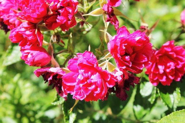 Foto nahaufnahme von rosa blüten