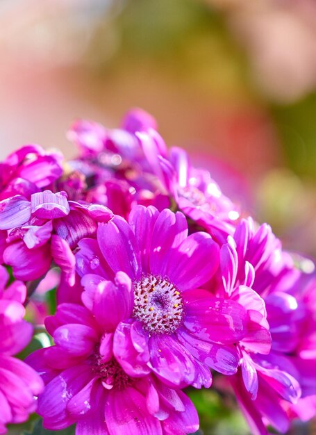 Foto nahaufnahme von rosa blüten