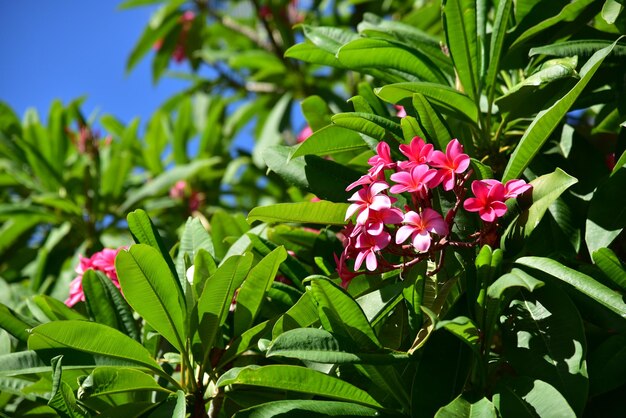 Nahaufnahme von rosa Blüten