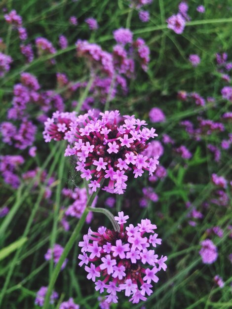 Foto nahaufnahme von rosa blüten