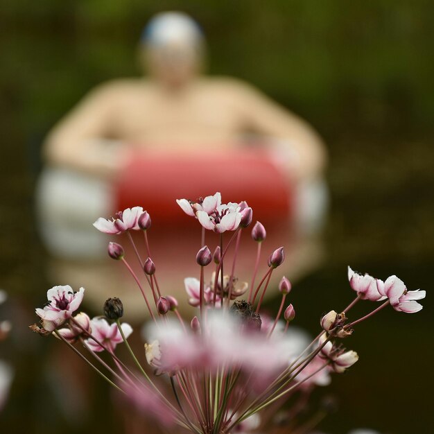 Foto nahaufnahme von rosa blüten