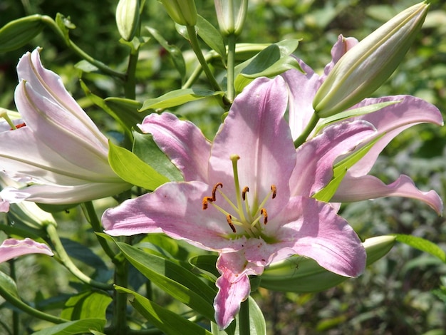 Nahaufnahme von rosa Blüten