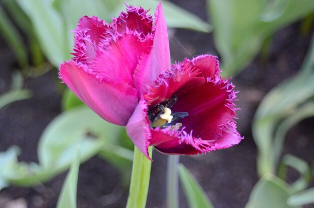 Nahaufnahme von rosa Blüten