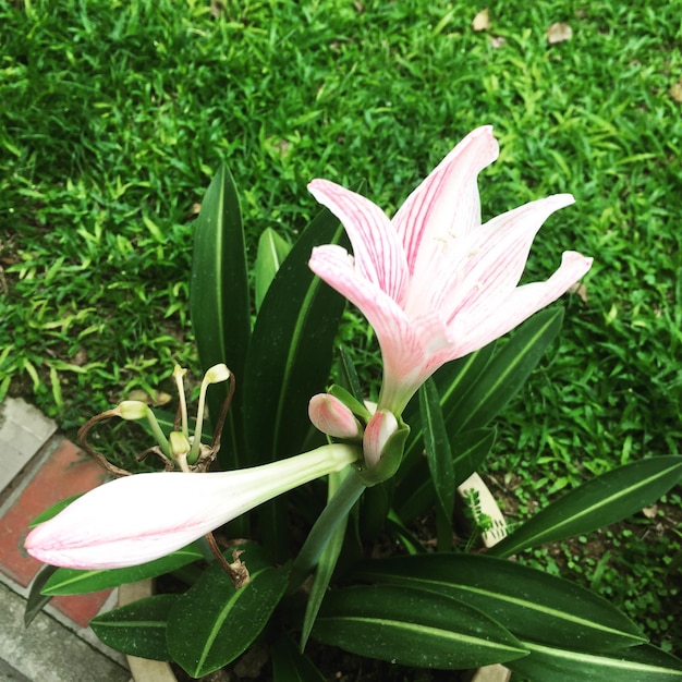 Foto nahaufnahme von rosa blüten