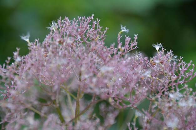 Foto nahaufnahme von rosa blüten