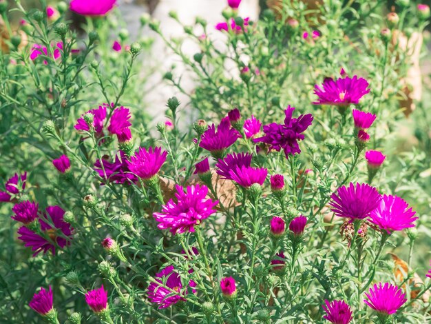 Nahaufnahme von rosa Blüten