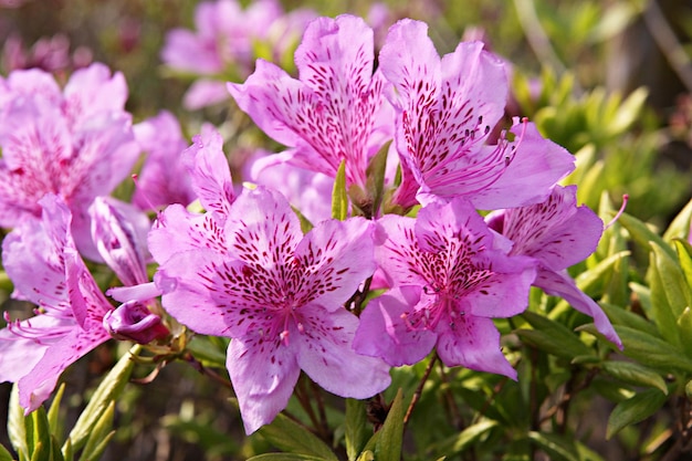 Foto nahaufnahme von rosa blüten