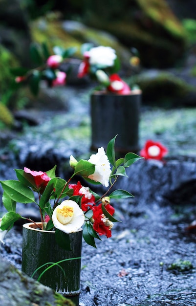 Foto nahaufnahme von rosa blüten