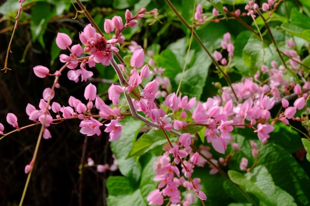 Foto nahaufnahme von rosa blüten