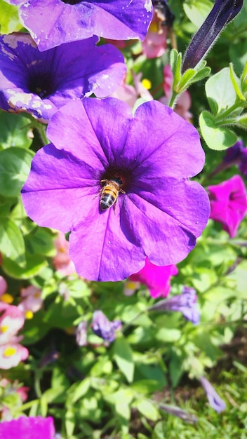 Foto nahaufnahme von rosa blüten