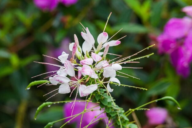 Foto nahaufnahme von rosa blüten