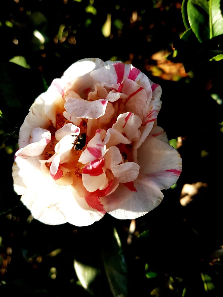 Foto nahaufnahme von rosa blüten