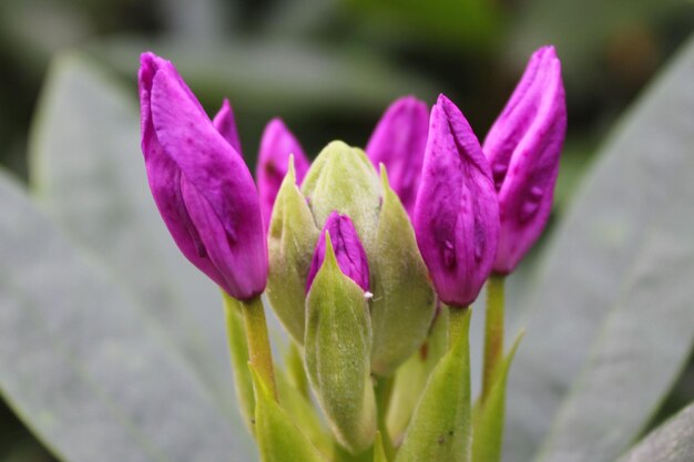 Nahaufnahme von rosa Blüten