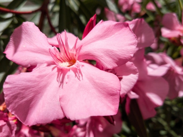 Nahaufnahme von rosa Blüten