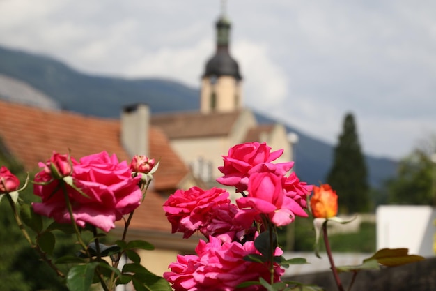 Foto nahaufnahme von rosa blüten