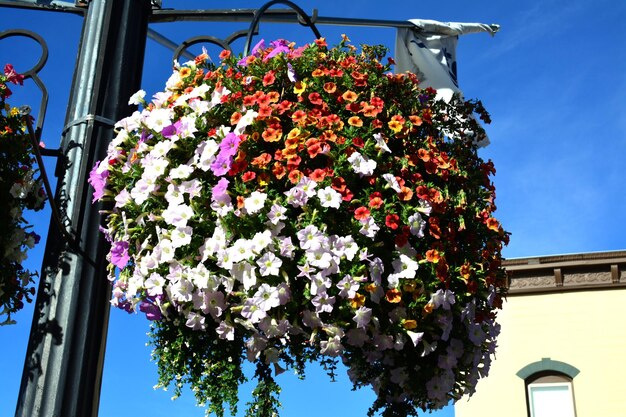 Foto nahaufnahme von rosa blüten