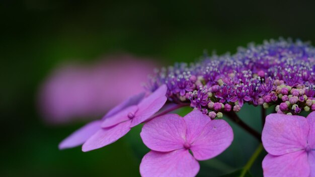 Nahaufnahme von rosa Blüten