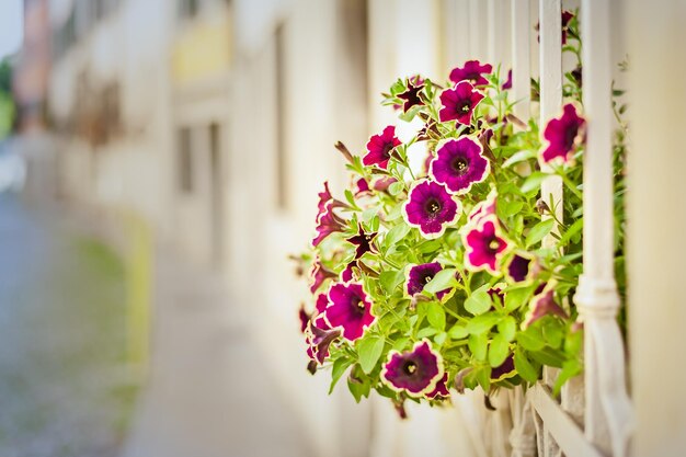 Foto nahaufnahme von rosa blüten