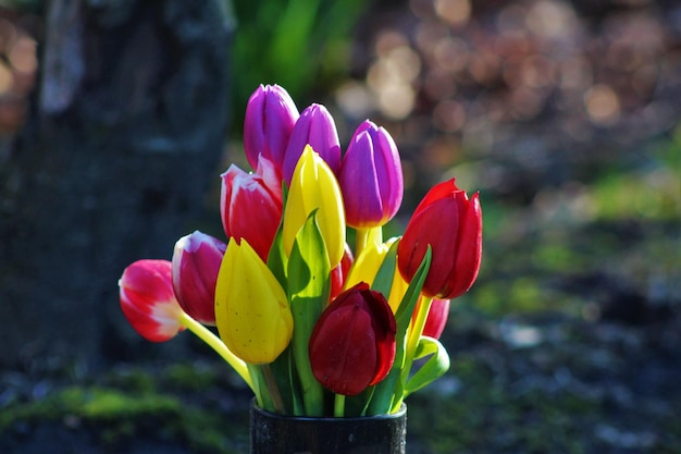 Foto nahaufnahme von rosa blüten