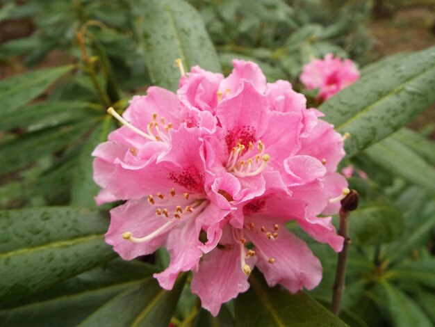 Foto nahaufnahme von rosa blüten