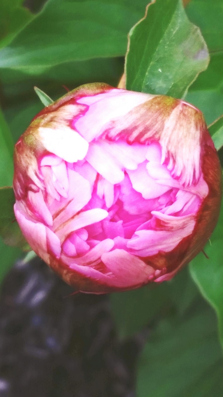 Foto nahaufnahme von rosa blüten