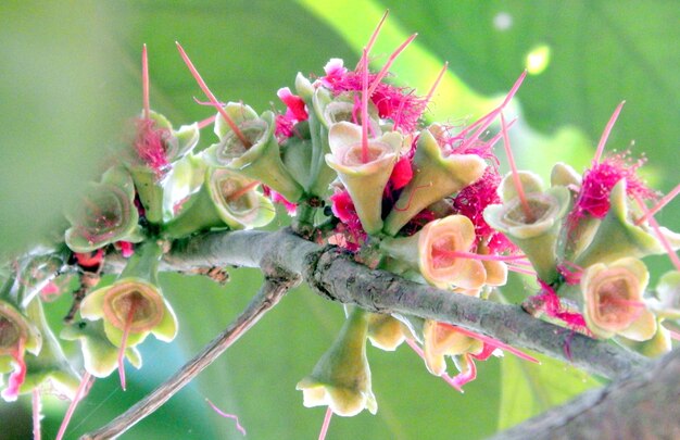 Foto nahaufnahme von rosa blüten