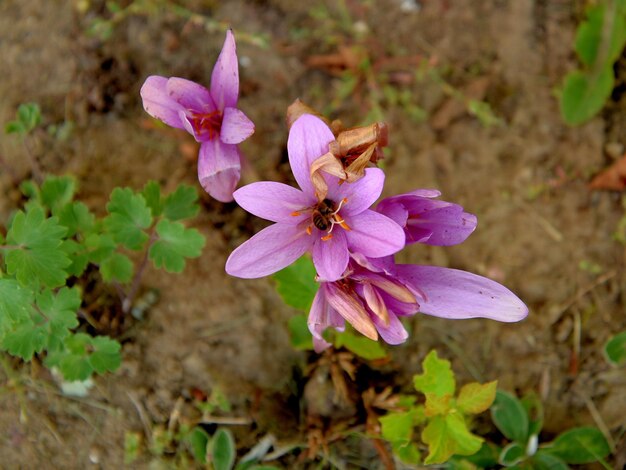 Foto nahaufnahme von rosa blüten