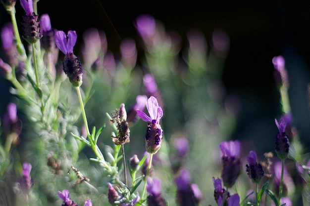 Foto nahaufnahme von rosa blüten