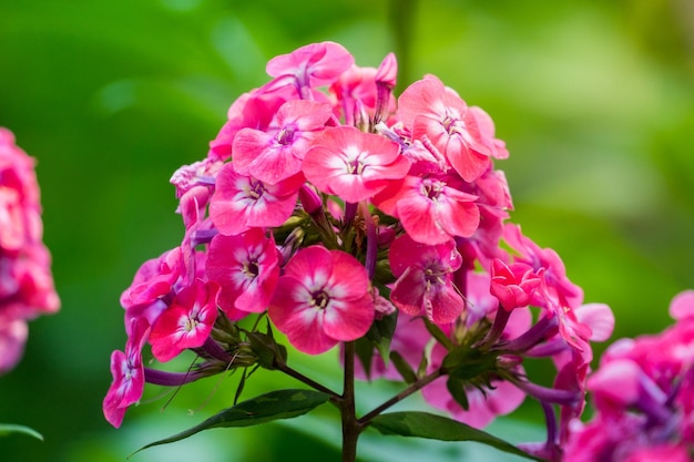 Foto nahaufnahme von rosa blüten