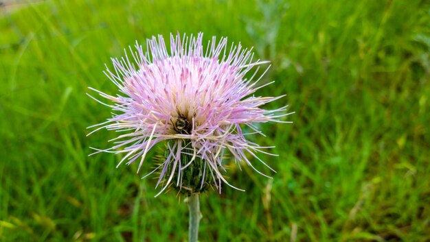 Foto nahaufnahme von rosa blüten