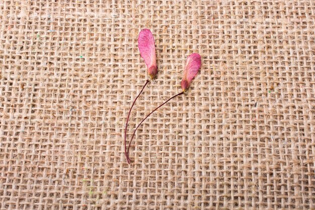 Foto nahaufnahme von rosa blütenblättern an der wand